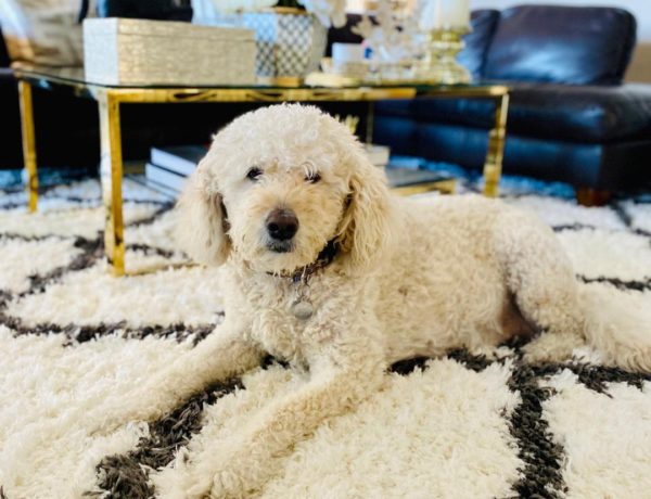 How to clean your shag rug